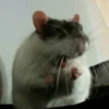 Hamster Random 🐹 25