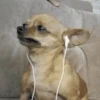 Funny dogs 14