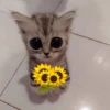 Gatitos con Flores 💐 16