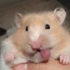 Hamster Random 🐹 26