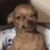 Funny dogs 15