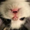 KAWUECXWJQ_by_stikerykkk_bot 29