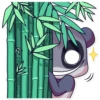 Panda Chan 26