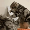 Gatos Random!! #2 17