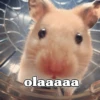 Hamster Random 🐹 29