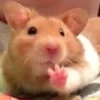 Hamster Random 🐹 30
