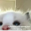 ~cute cats~ 5