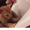 ~cute cats~ 7