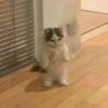 ~cute cats~ 8