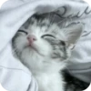 ~cute cats~ 9