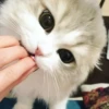 ~cute cats~ 10