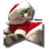 Michi 🎁🎄 Navidad 6