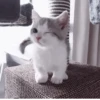 °᳝🤍 kittens @wwertyil :: 5