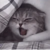 °᳝🤍 kittens @wwertyil :: 6