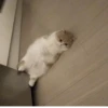 ~cute cats~ 11
