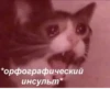 ~cute cats~ 12