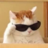 ~cute cats~ 13