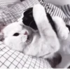 °᳝🤍 kittens @wwertyil :: 7