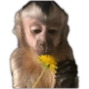 🌻💐 Flores amarillas 3 💐🌻  6