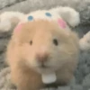 🐹Ratitas cutes🐹 5