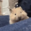 🐹Ratitas cutes🐹 6