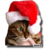 Michi 🎁🎄 Navidad 13