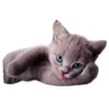 Sexy Animals 8