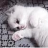 °᳝🤍 kittens @wwertyil :: 8