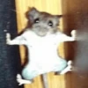 Ratitas Randoms 🧀 5
