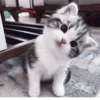 °᳝🤍 kittens @wwertyil :: 9