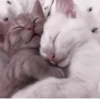 °᳝🤍 kittens @wwertyil :: 10