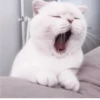 °᳝🤍 kittens @wwertyil :: 11