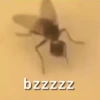 bzzzzz