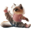 Michis Deportivos 🐈‍⬛ 6