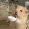 🐹Ratitas cutes🐹 7