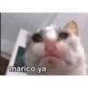 Pack Memes Randoms 6