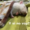 Y si no voy?