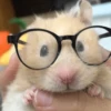 Hamstercitos 🐹 6