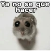 🐹 hamster triste🐹😟 13