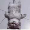 °᳝🤍 kittens @wwertyil :: 12