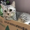 ~cute cats~ 15