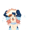 Indie the Collie 12