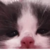 °᳝🤍 kittens @wwertyil :: 13