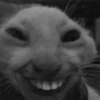 cat laughing meme 5