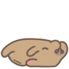 Capibara 5