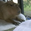 Capibara Moods 5