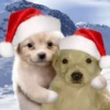 Animalitos en Navidad 8