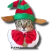 Michi 🎁🎄 Navidad 17