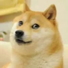 Doge / 9