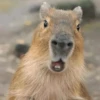 Capibara Moods 7